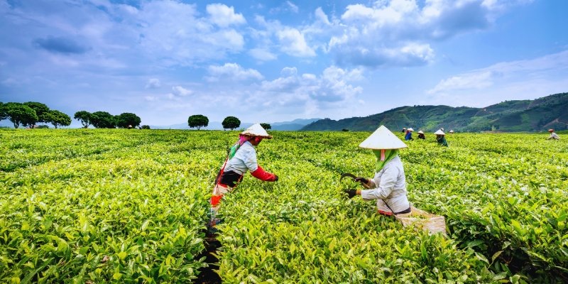 Understanding the Agricultural Landscape